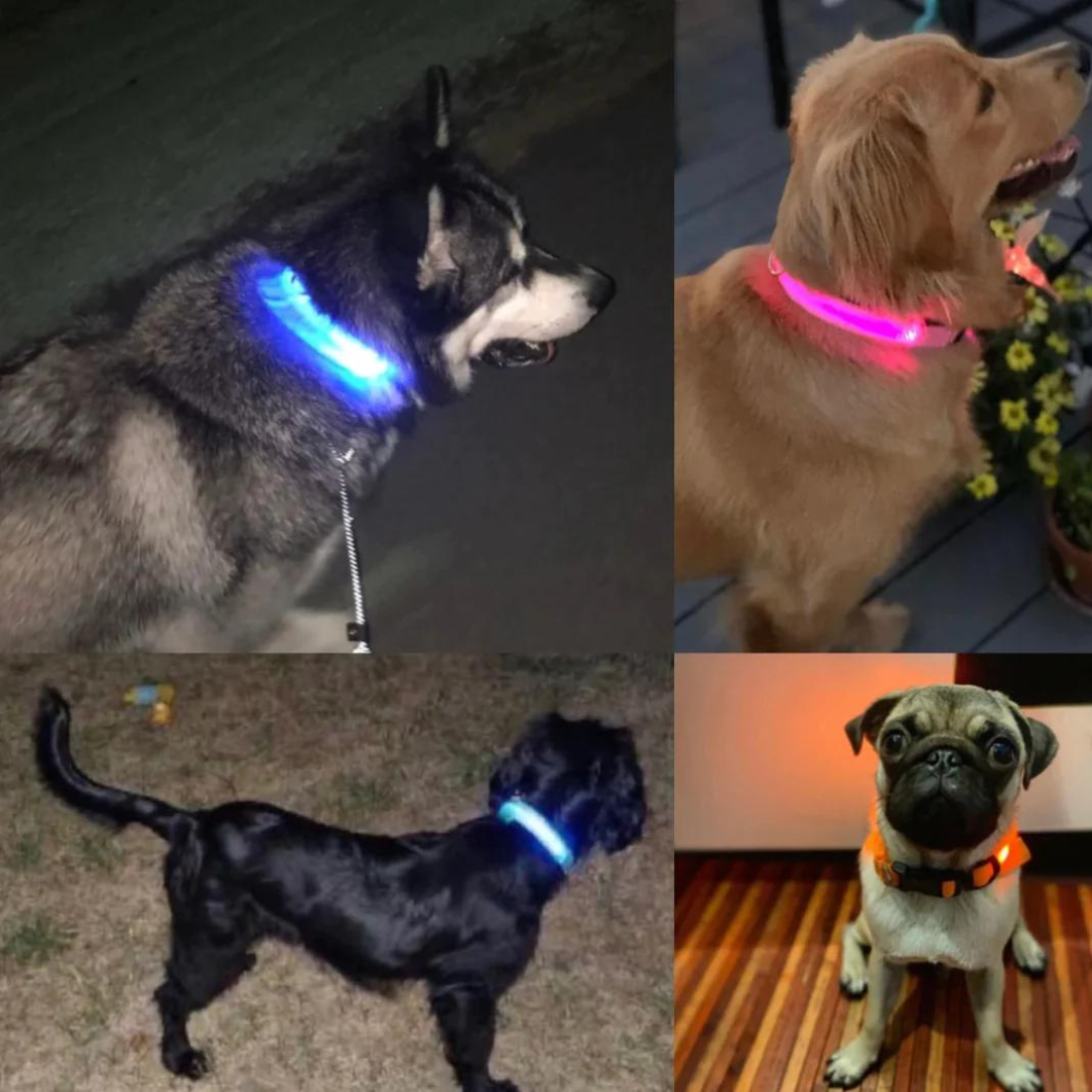 USB Rechargeable LED Collar