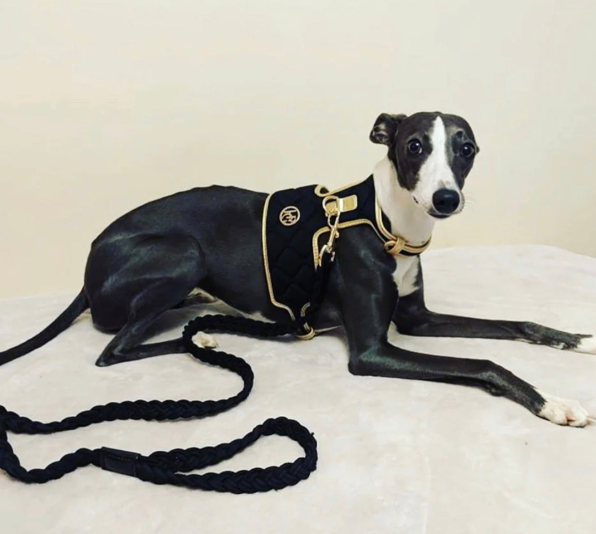 Elite Premium Dog Harness And Leash