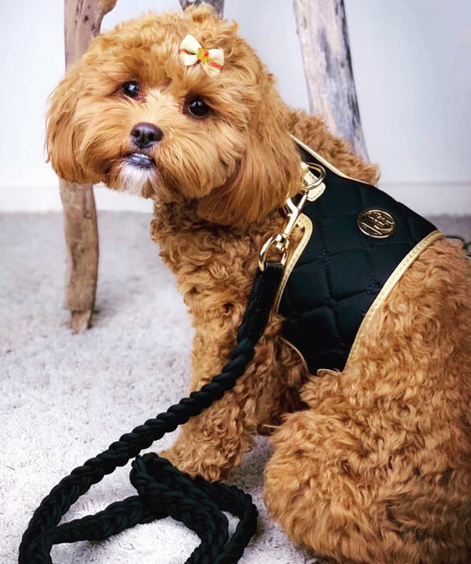 The ‘Knight’ Luxury Dog Harness